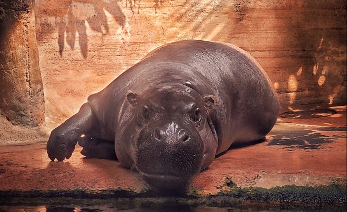 pygmy hippo lying down